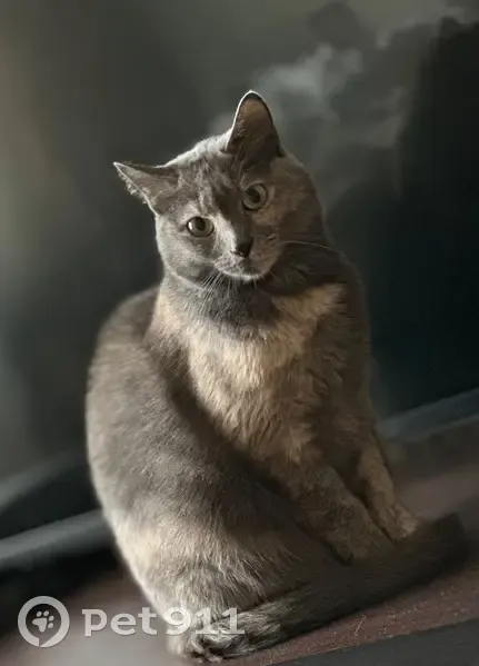 Зникла кішка з унікальним забарвленням - photo