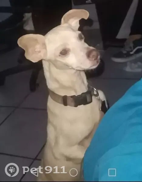 Perro Perdido: Ojos Infectados, Collar Rosa - photo