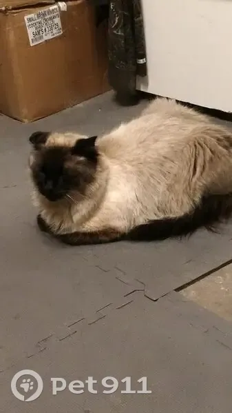 Lost Cat: Cauliflower Ear, Wild Game - photo