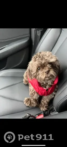 Help Find Teddy: Missing Senior Malshi Poo - photo