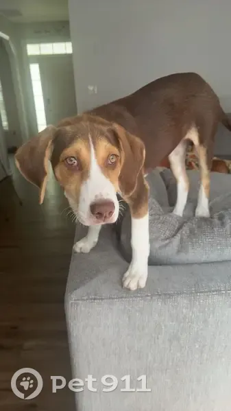 Missing Dog: Last Seen on Upchurch Rd - photo