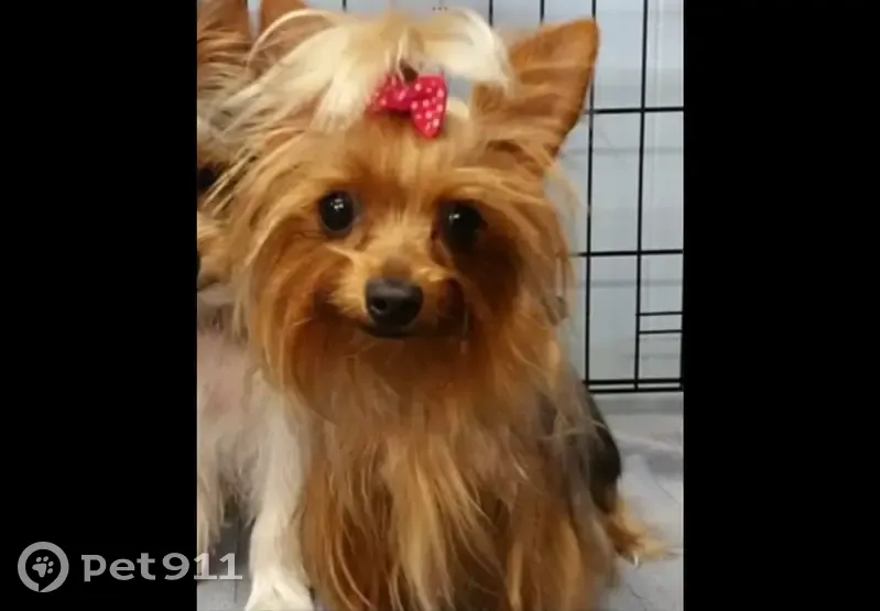 Sweet Lost Dog: Pink Bow, Cedar Bay Rd - photo