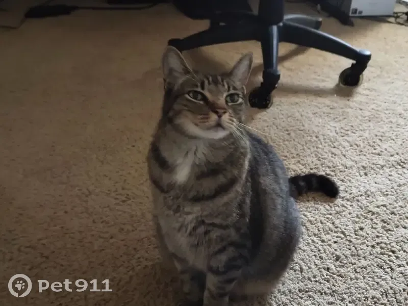 Lost Cat in Pearland: Black Paws & Nicked Ear - photo