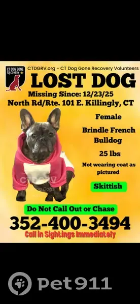 Lost Brindle French Bulldog in Killingly - photo