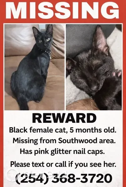 Lost Black Kitten: Pink Nails, Killeen - photo