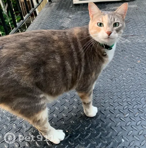 Lost Calico Cat: Minako in New Orleans - photo