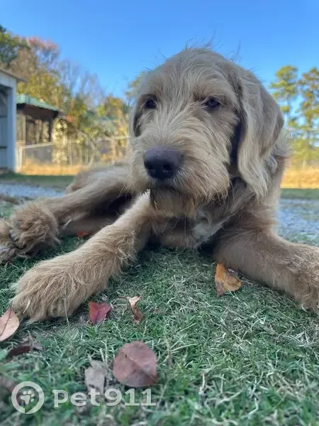 Sweet Lost Dog in Friendship, AR! - photo