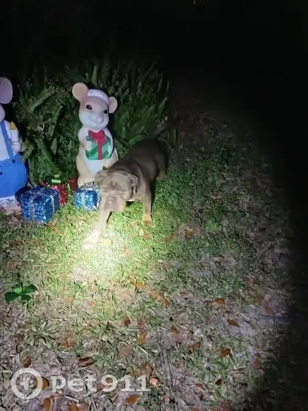 Found: Friendly Brown Dog in Myakka City - photo