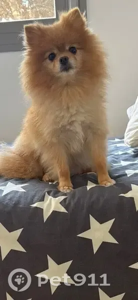 Perrita Pomerania Perdida en Fernán-Núñez - photo