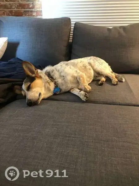 Help Find Our Lost Corgi Mix in Littleton! - photo