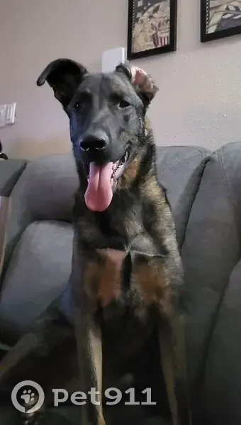 Lost Brindle Dog: Olive Collar, Fair Grove - photo