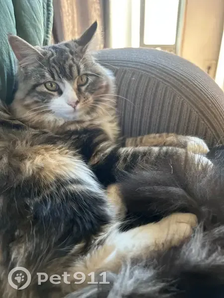 Lost Cat: Bell Collar with Crowns - Henderson - photo