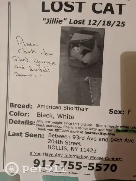 Help Find Jillie: Senior Cat Lost in Cold - photo