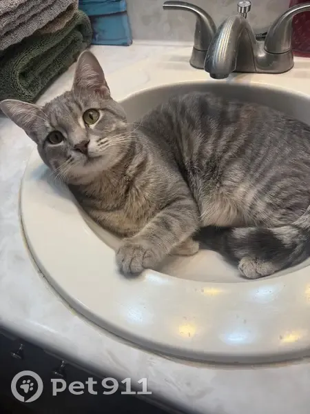 Lost Grey Tabby on Avon Rd, Memphis - photo