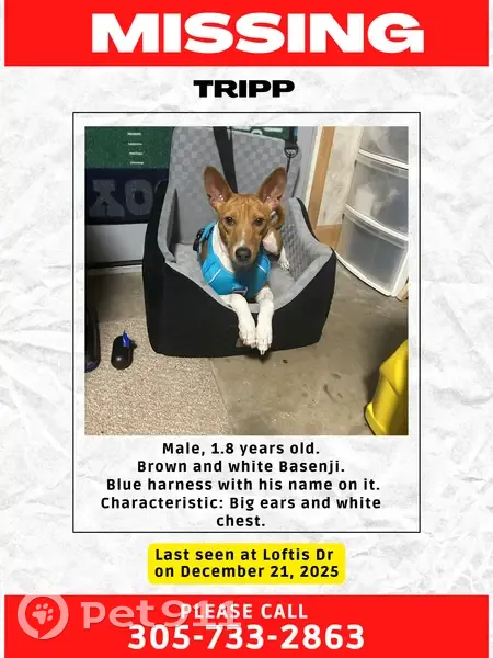 Lost Skittish Dog: Odum Hwy, Jesup - photo