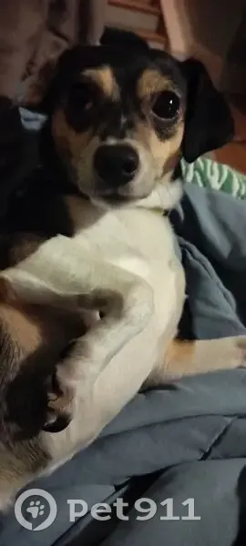 Lost Timid Chihuahua Mix on Watson Ave - photo