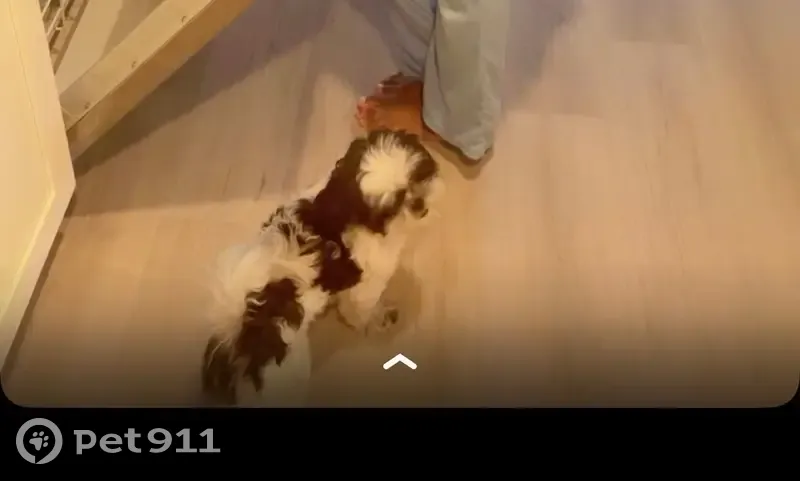 Lost Shih Tzu: Help Find Fenty in Hillsboro! - photo