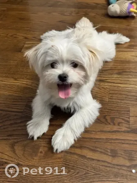 Lost Dog: Friendly White Pup, Pink Collar - photo