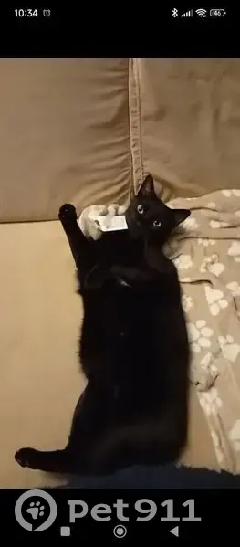 ¡Ayuda! Buscamos a Gato Negro Perdido - photo