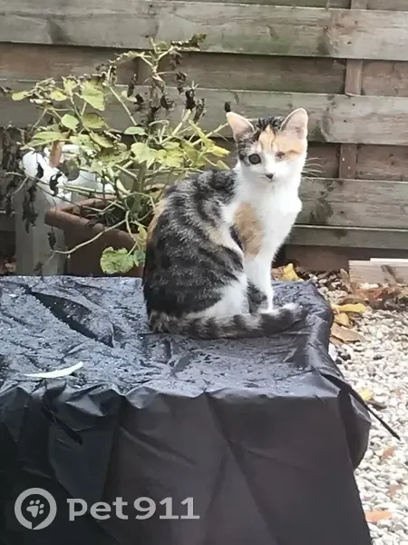 Chatonne perdue, un œil, Bouffémont - photo
