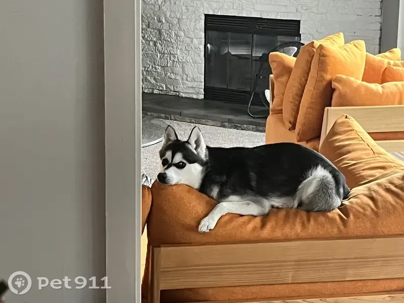 Lost Alaskan Klee Kai: Help Us Find Edward - photo