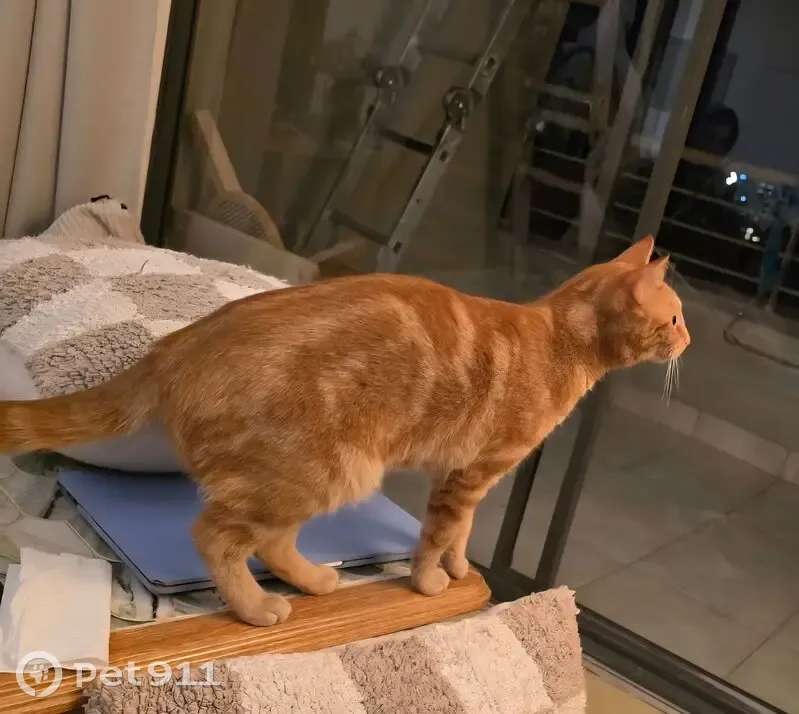 Lost Ginger Cat on Vredehoek Ave - photo