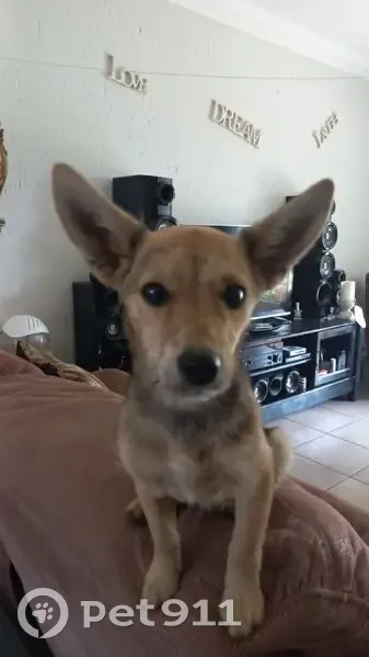 Found: Little Brown Female Afrikanis Dog - photo