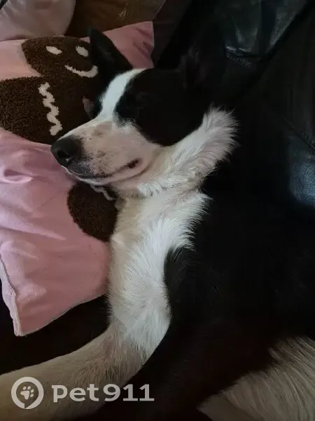 Found: Young Border Collie in Fraser Coast - photo