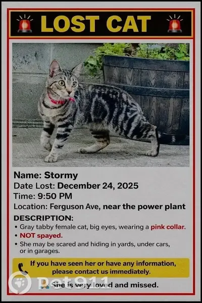 Lost Gray Tabby Cat Near Ferguson Ave - photo