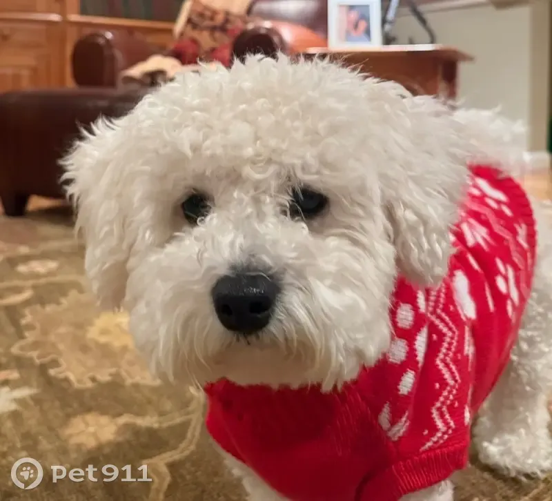 Lost Shy Dog: Curly White Fur in Walpole - photo