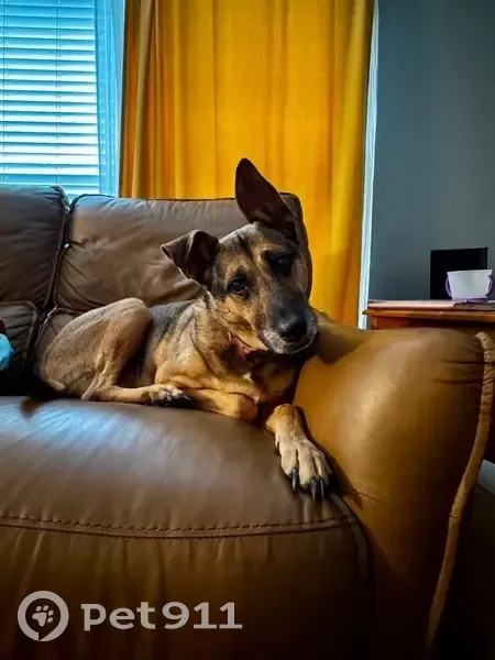 Help Find Bernie: Lost German Shepherd - photo