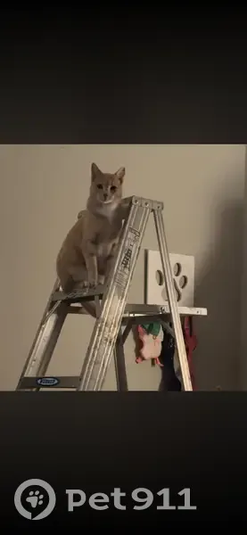 Lost Spayed Cat Near S. 72nd St, Lincoln - photo