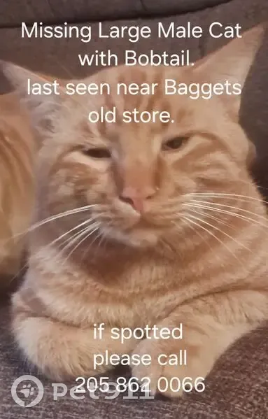 Lost: Friendly Orange & White Bobtail Cat - photo