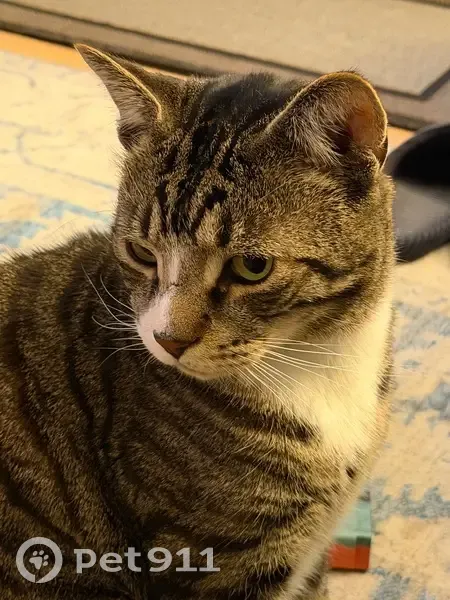 Lost Tabby Louie: Help Find Him in PA - photo