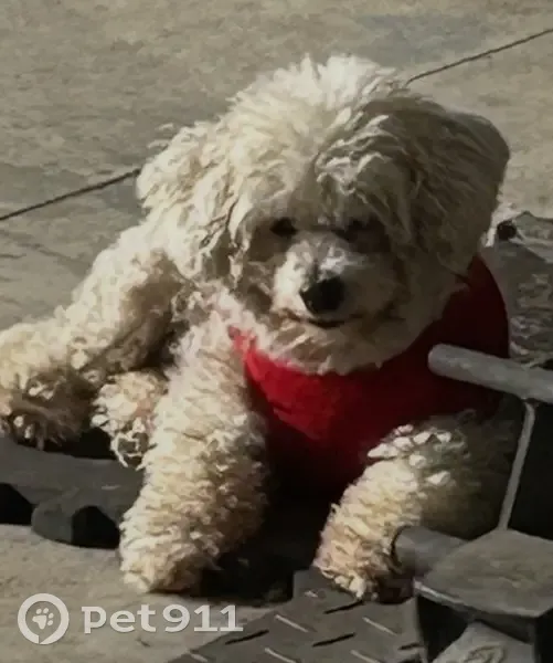 Lost: Elderly White Mini Poodle, Nat'l City - photo
