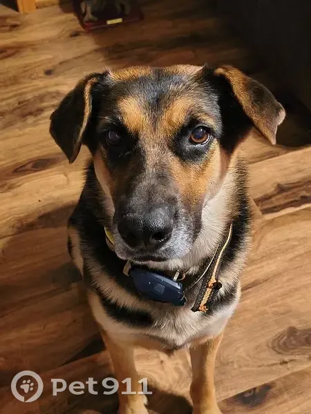 Friendly Lost Dog with Yellow Collar - photo