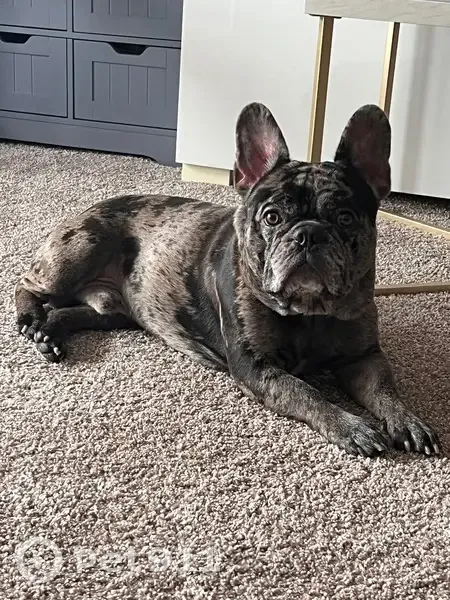 Lost Merle French Bulldog in Layhill - photo