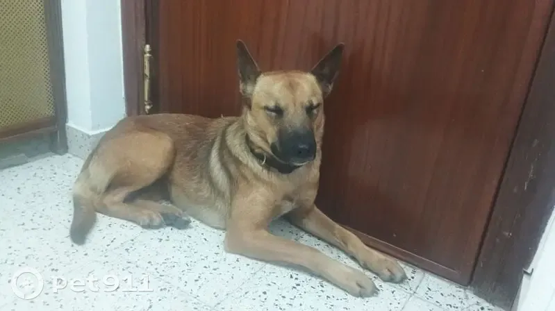 Perro Joven y Juguetón Encontrado en Granada - photo