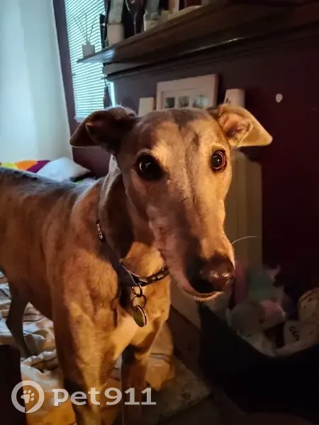 Lost Greyhounds: Brindle & Black in Launceston - photo