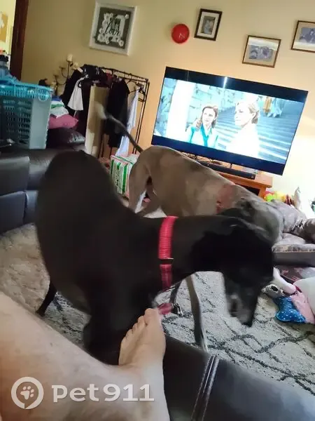 Lost: Friendly Greyhounds in Launceston - photo