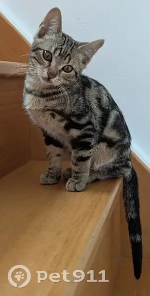 Chatonne câline trouvée à Lacanau - photo
