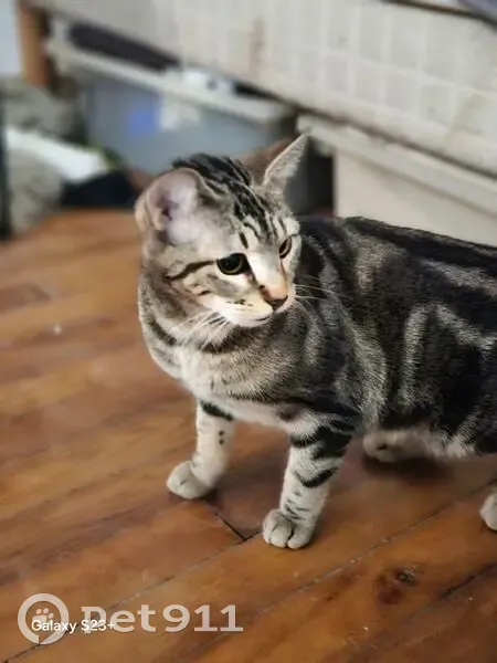Chatte tigrée trouvée Rue Caulaincourt - photo