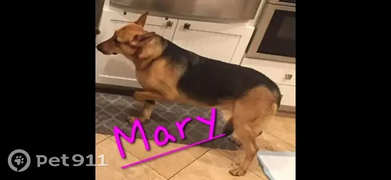 Lost Skittish Rescue Dog: Call If Seen - photo