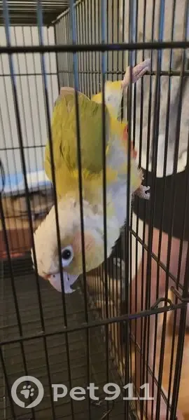 Found Pineapple Conure on Stanhope Ave! - photo