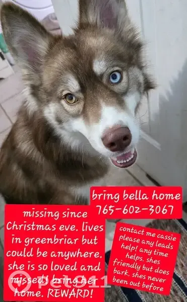 Lost Husky: Fox-Like, 2-Toned Eyes - photo