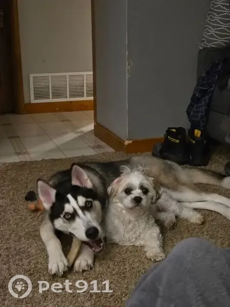 Lost Puppy in East Troy: Please Help! - photo