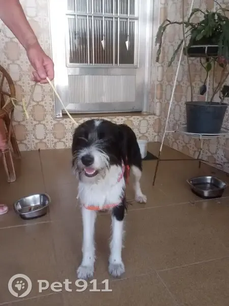 Cachorro encontrado - photo