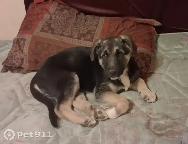 Friendly Lost Dog: Warner Robins, GA - photo