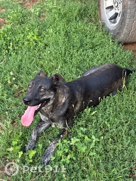 Friendly Blind Dog Found on Shady Rd - photo