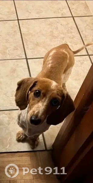 Lost: Red & White Dachshund, Beal Rd SE - photo